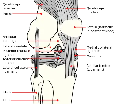 image of knee ligaments