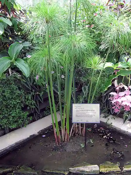 Papyrus növény