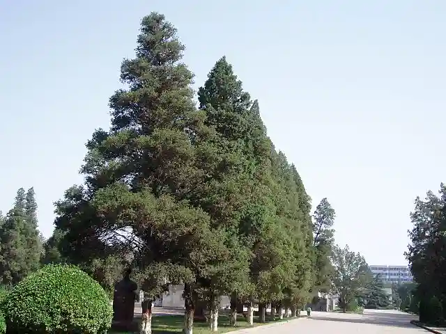 image of a row of juniper trees in California